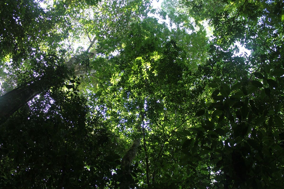Het Natuurpark Brownsberg in Suriname 