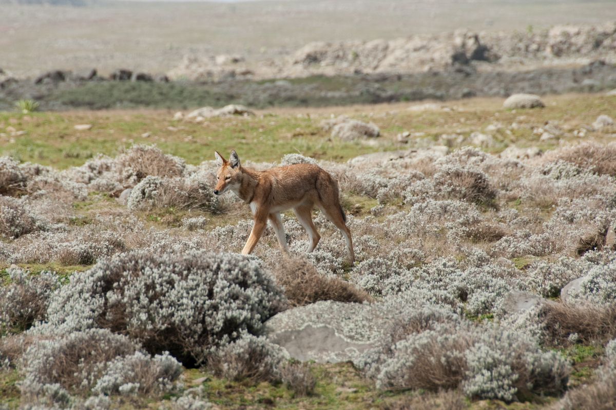 Een wolf in het Simiengebergte