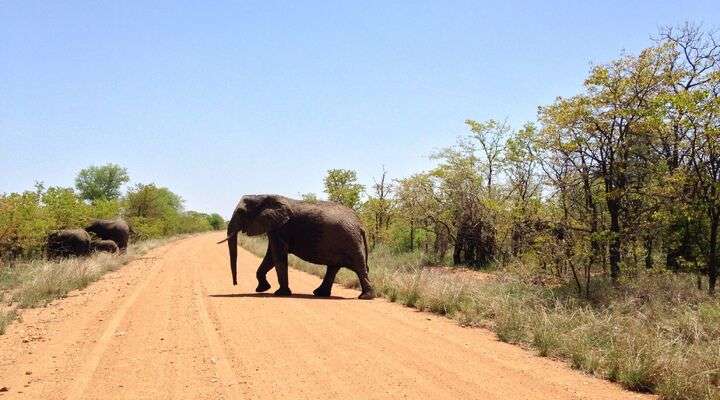 Olifant steek over Kruger park