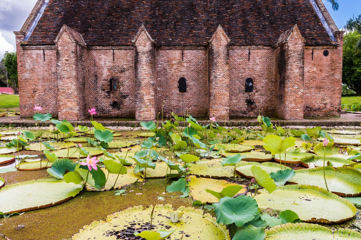 Het Lily Pad-moeras in Suriname