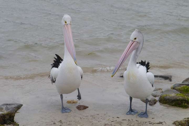 Australische pelikanen