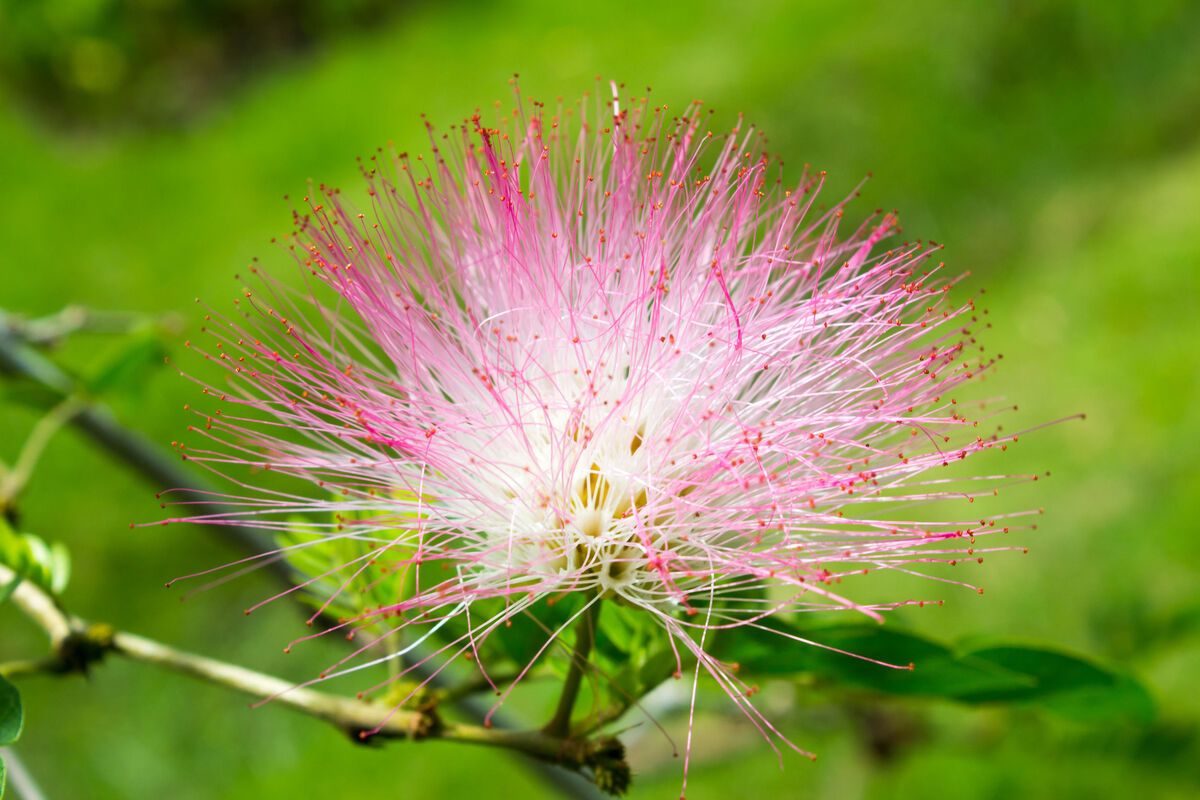 Roze powerpuff bloem, natuur Suriname