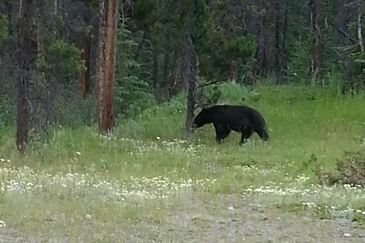 Zwarte beren spotten