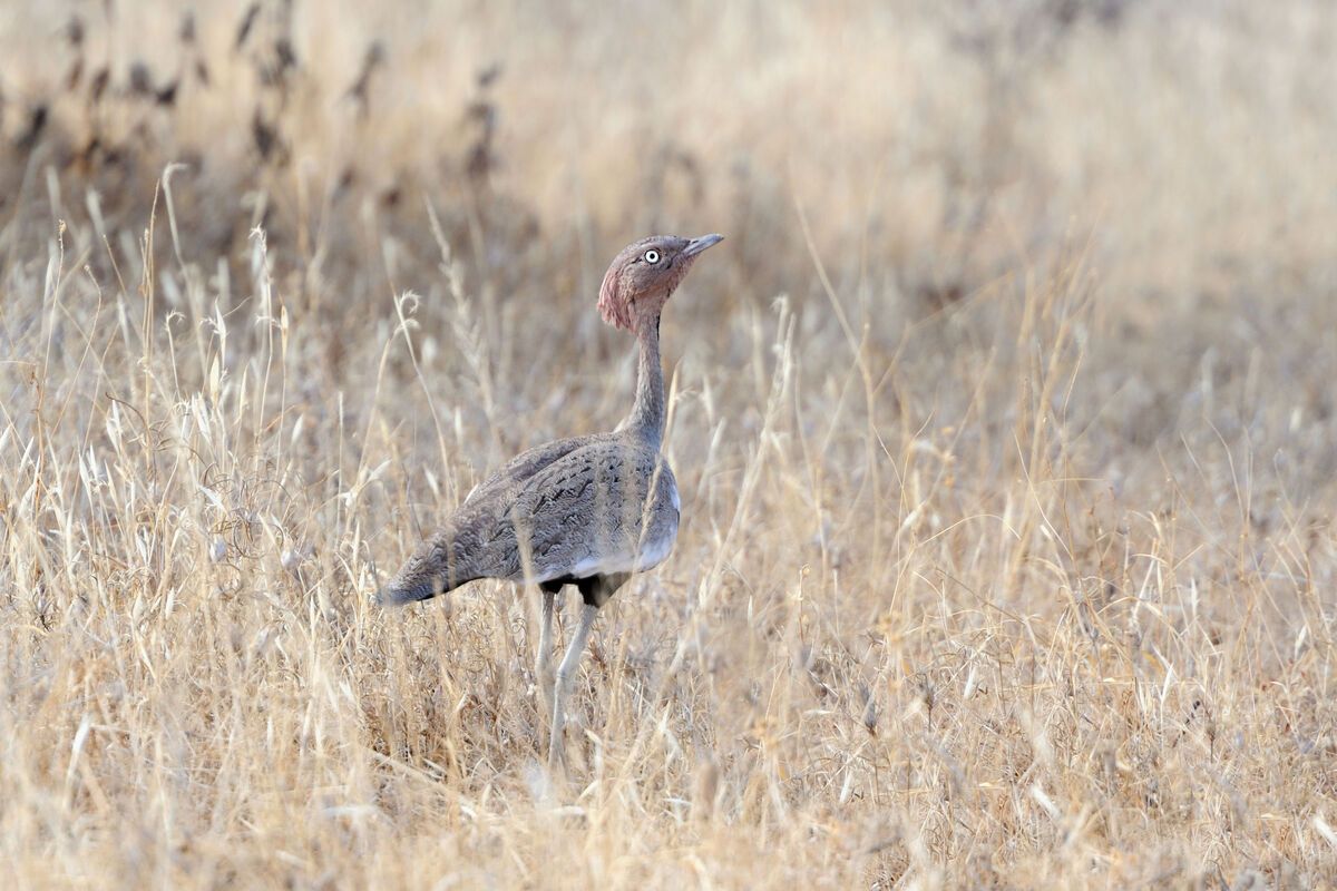 Koribustard (enorm grote vogel)