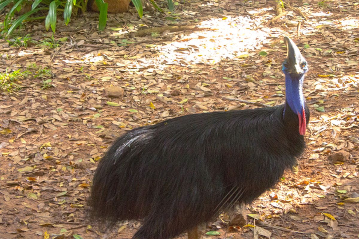 Kasuaris, gevaarlijkste vogel ter wereld