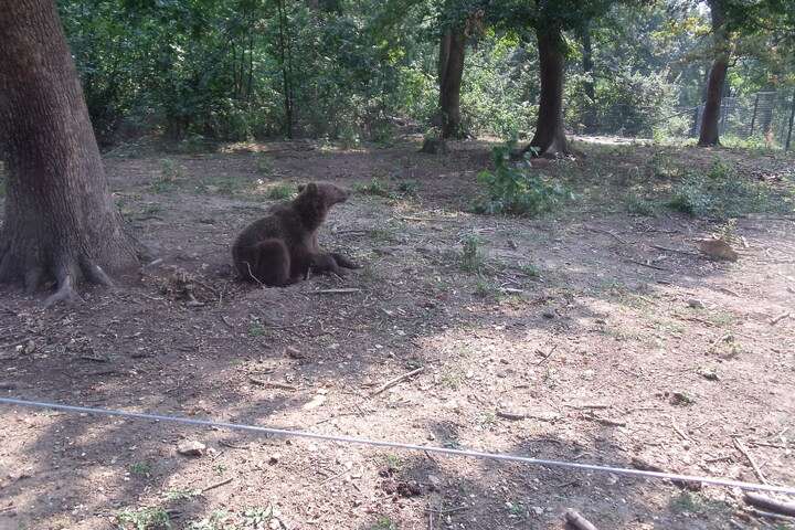 Het uitgestrekte bos 'Bear Sanctuary' waar beren leven in hun natuurlijke omgeving