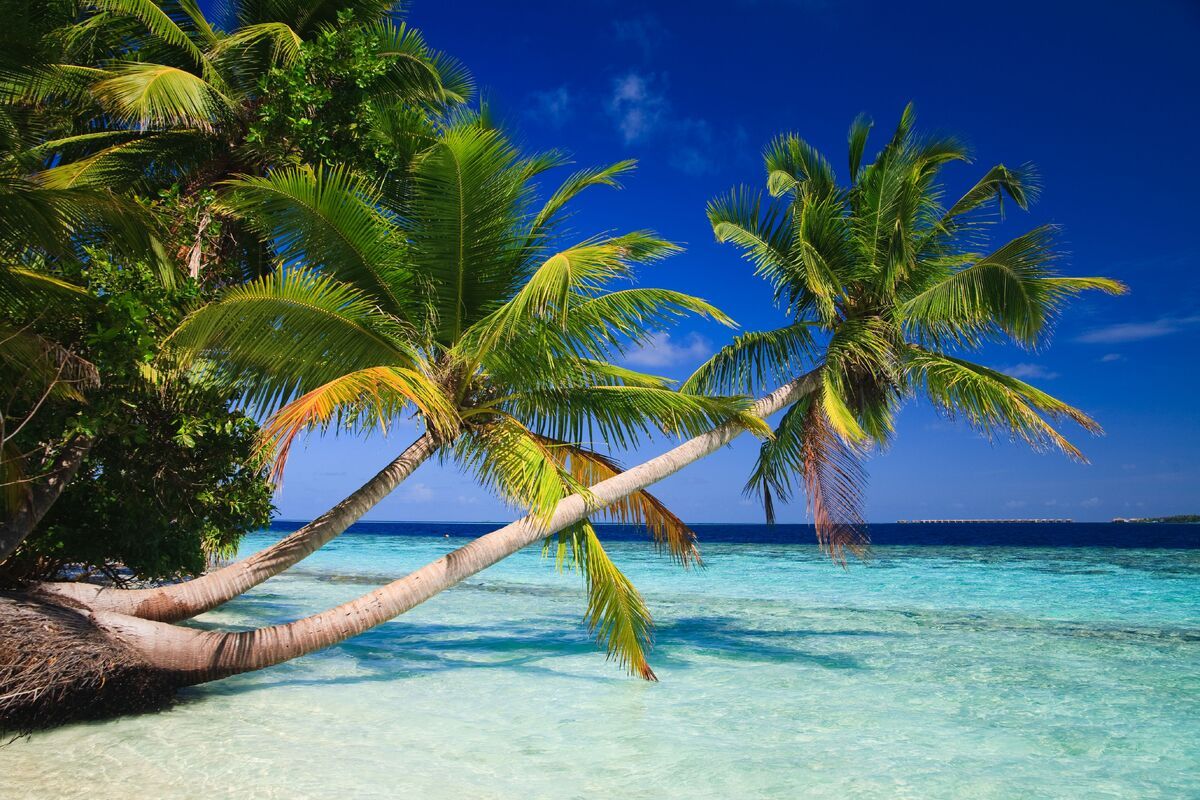 Prachtige palmbomen Malediven