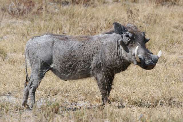 Safari in Namibië