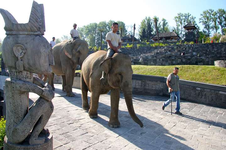 Olifantenwandeling in Pairi Daiza