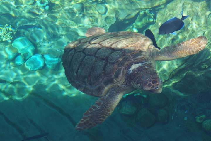 Schildpad