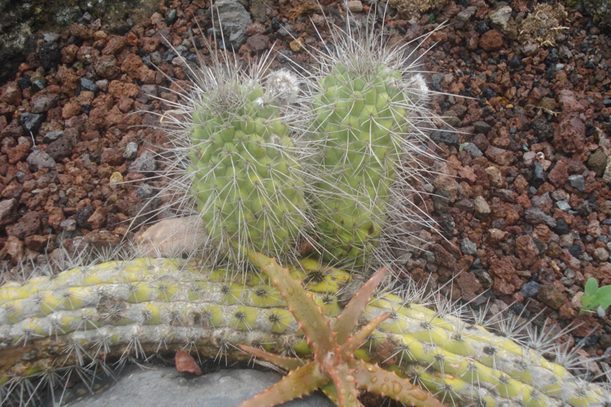 Cactustuin op Gran Canaria, Spanje
