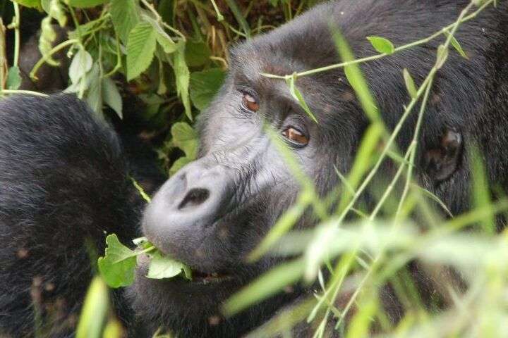 de berggorilla's bij Virunga