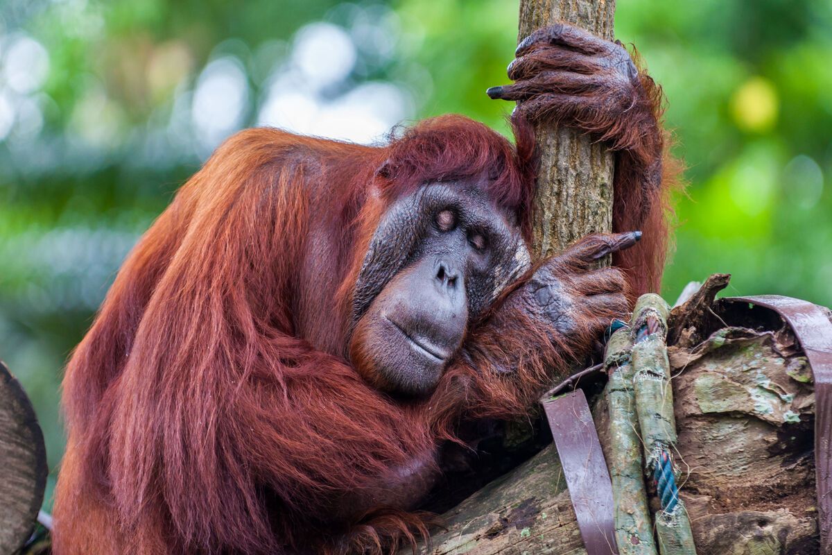 Borneose orang-oetan (Pongo pygmaeus)