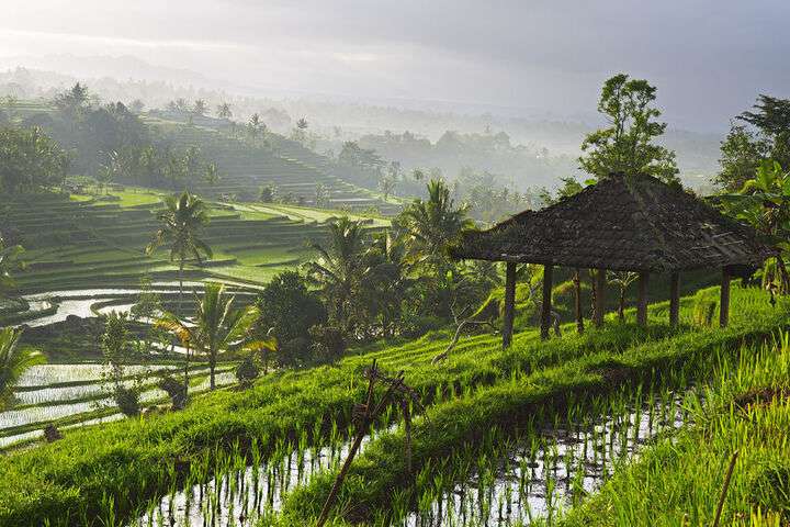 Rijstvelden in Indonesië