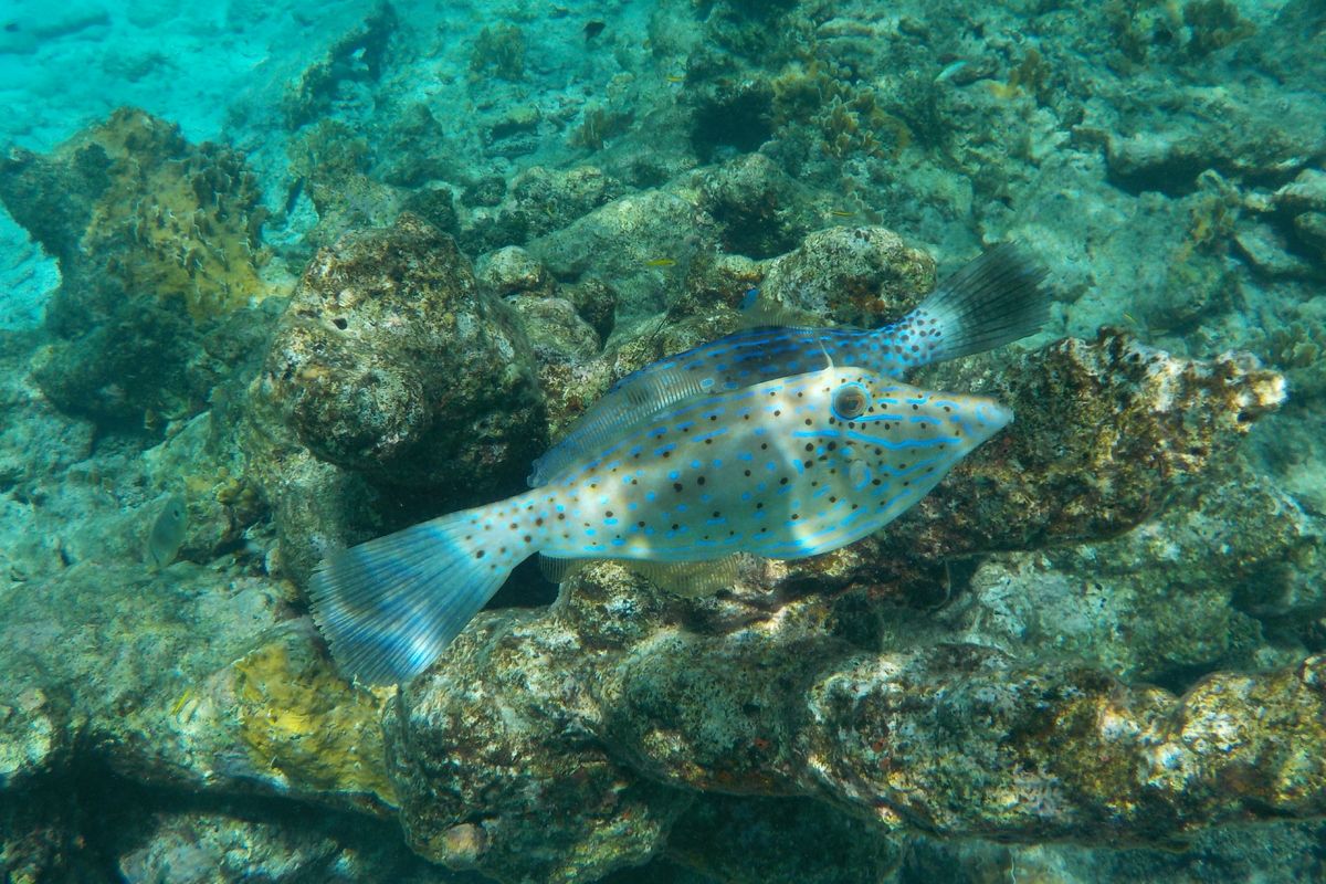 Snorkelen op Bonaire