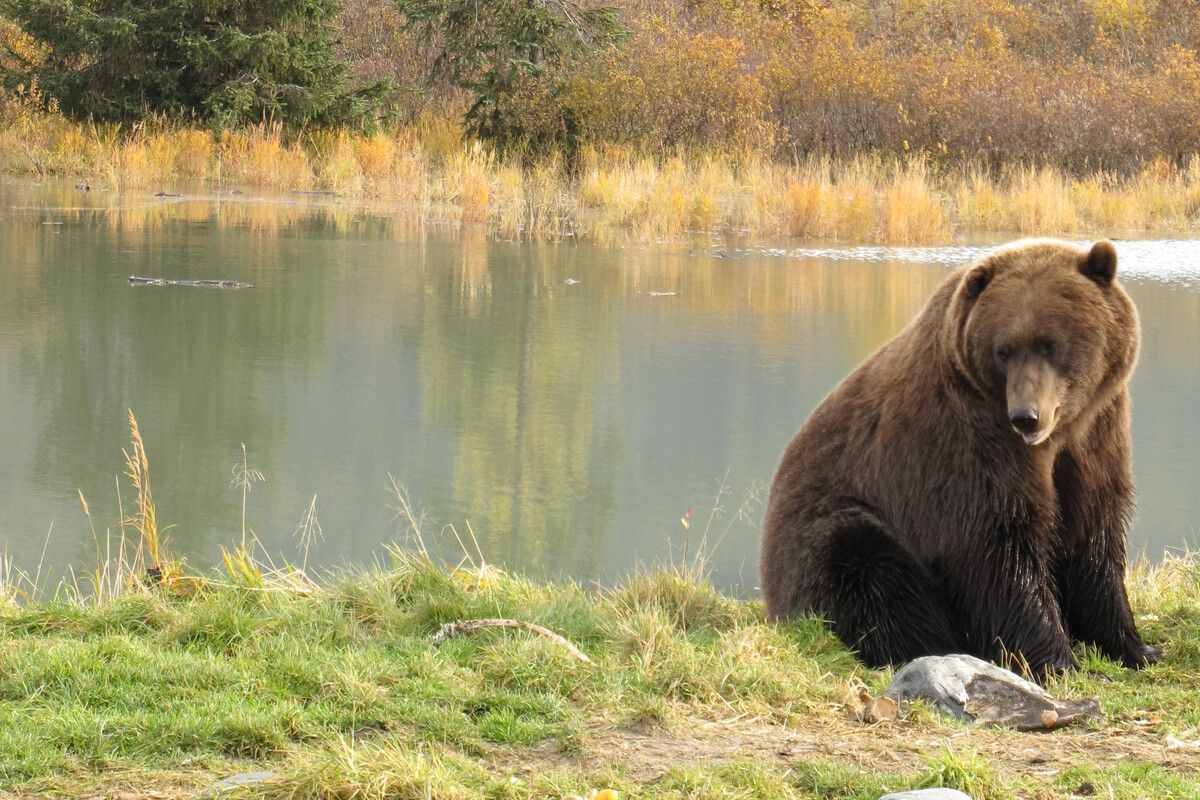 Bruine Beer, Big Five Finland