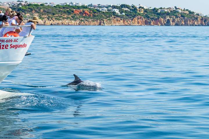 Dolfijnen spotten in Albufeira