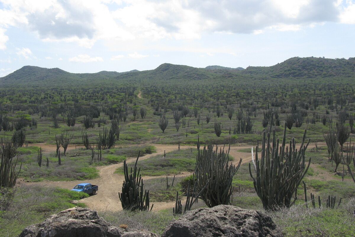 Natuur op Bonaire