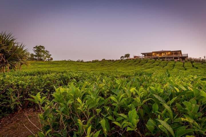 Theeplantage van Bois Chéri