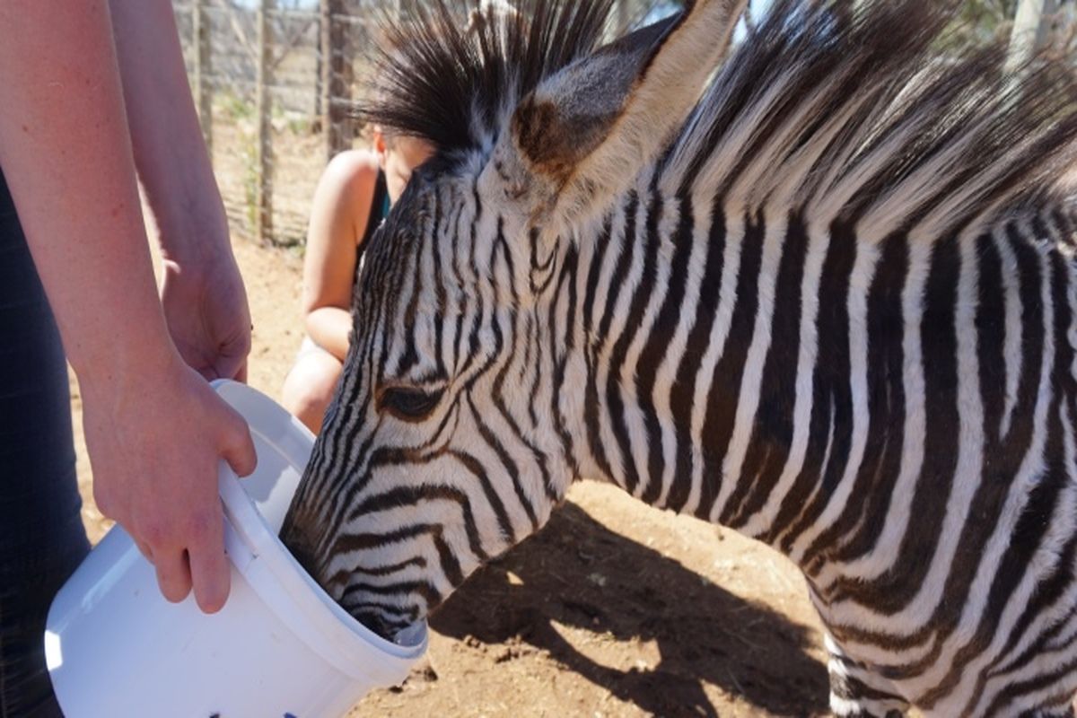 Wildlife Rehab and Research