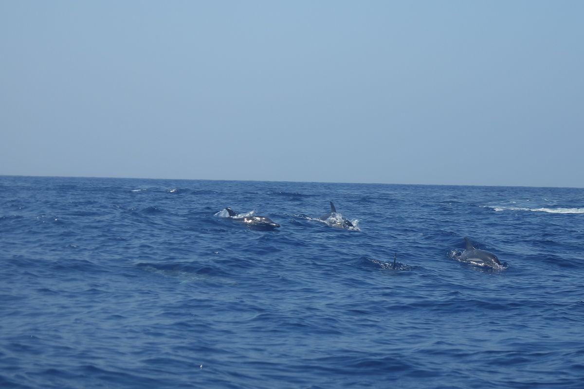 Wilde dolfijnen spotten