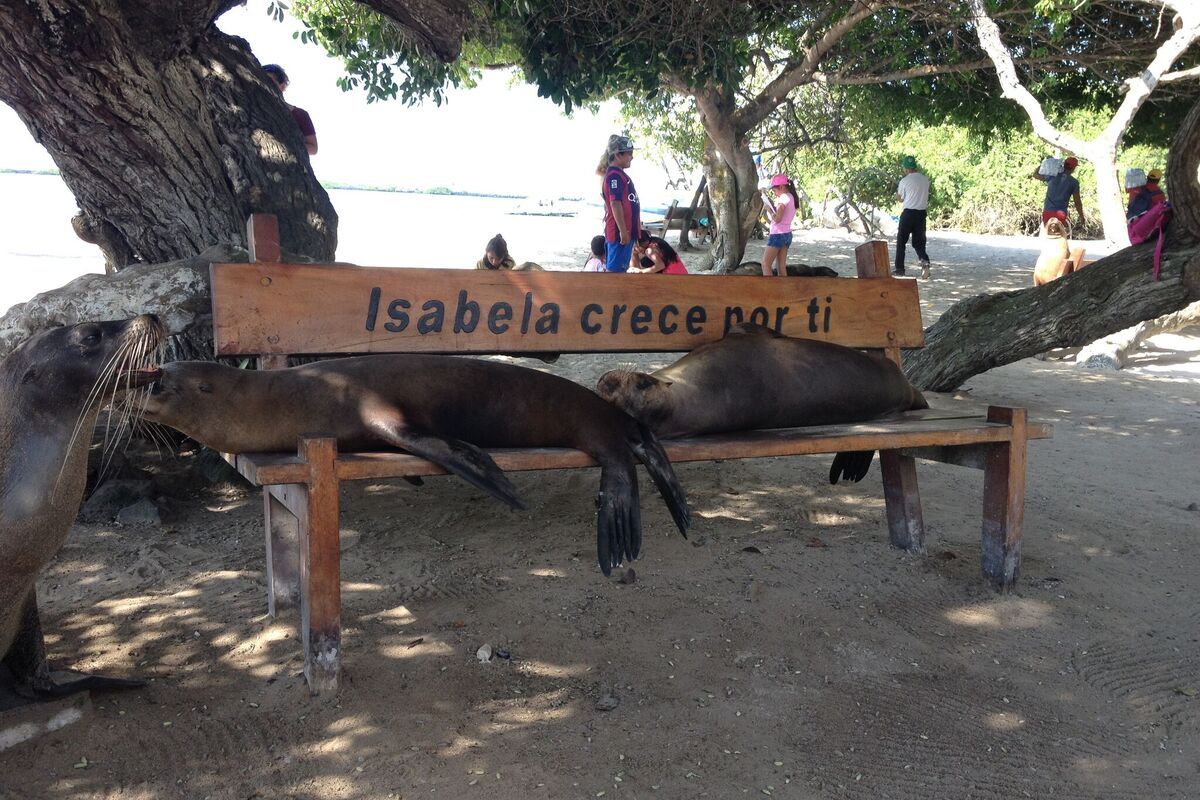 Zeeleeuwen op bankjes