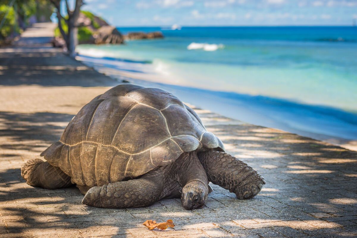 Een reuzenschildpad op Aldabra