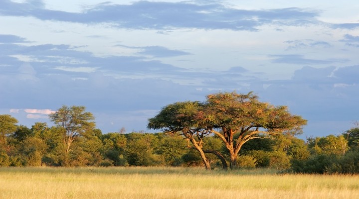 Acaciaboom Zimbabwe
