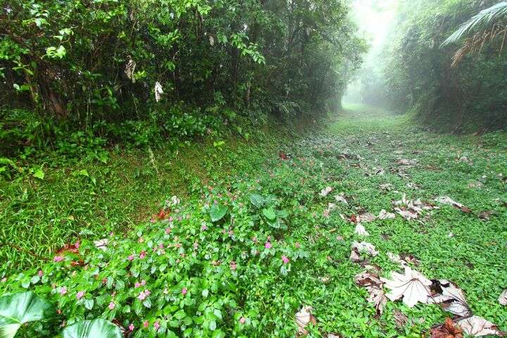 Toro Negro Forest, Cordillera Central