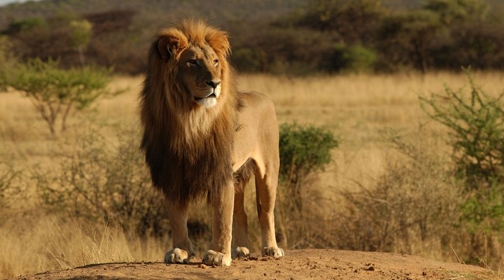 Leeuw Wild Zuid-Afrika