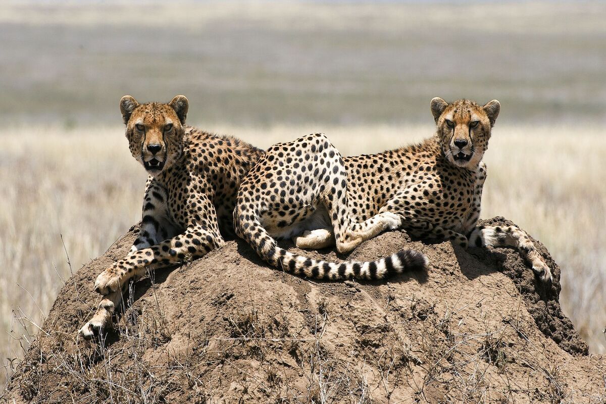 Cheeta's Tarangire National Park