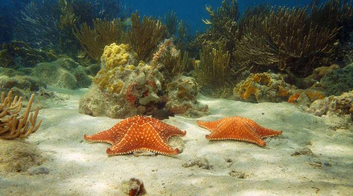 Zeesterren in de Caribische Zee