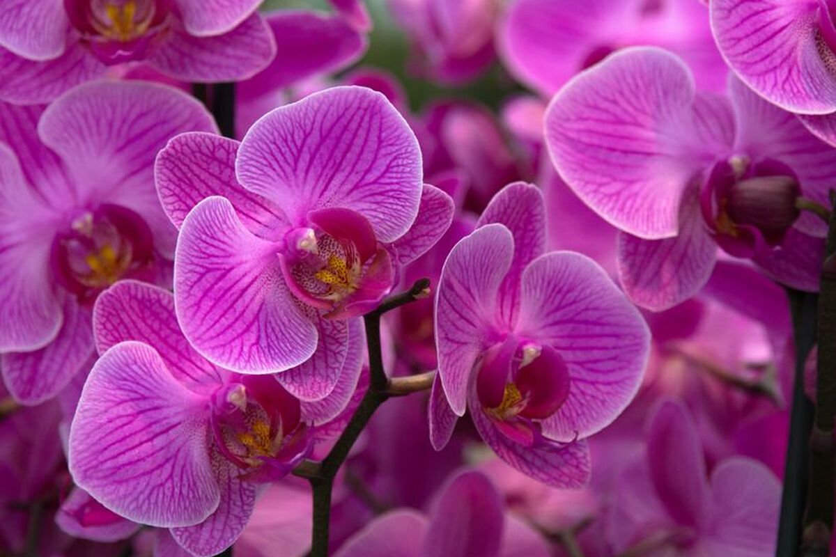 In de omgeving van Hidden Valley Spring groeien prachtige wilde orchideeën