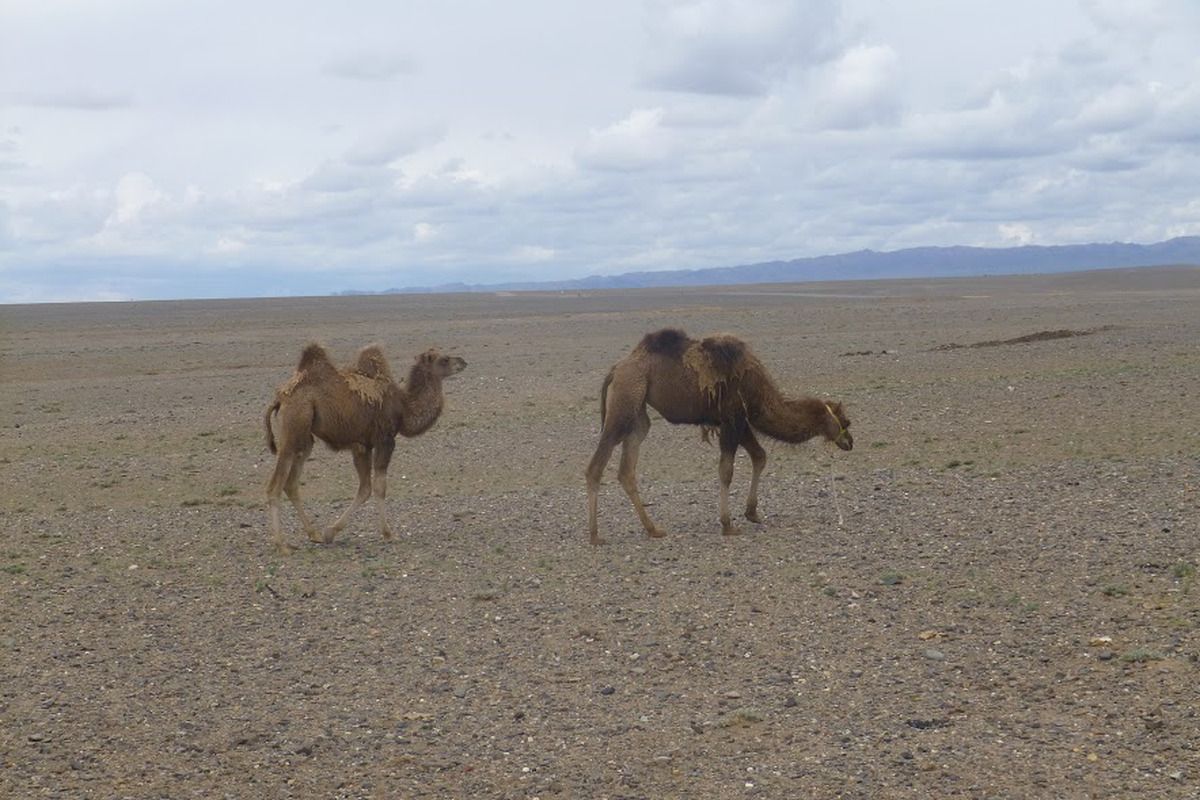 Woestijnachtige landschap van Mongoli&euml;