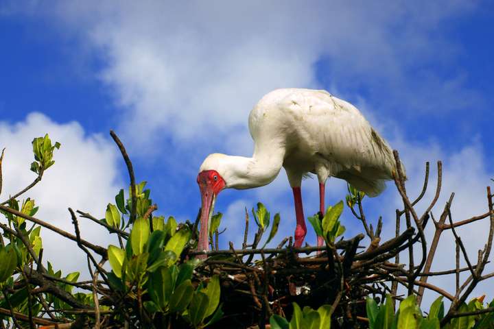 Afrikaanse lepelaar in Casamance
