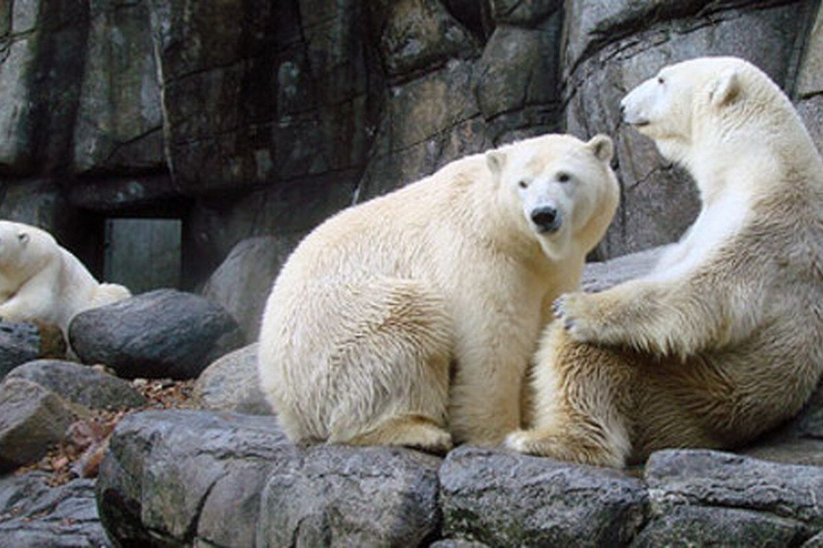 Ijsberen in Aalborg Zoo