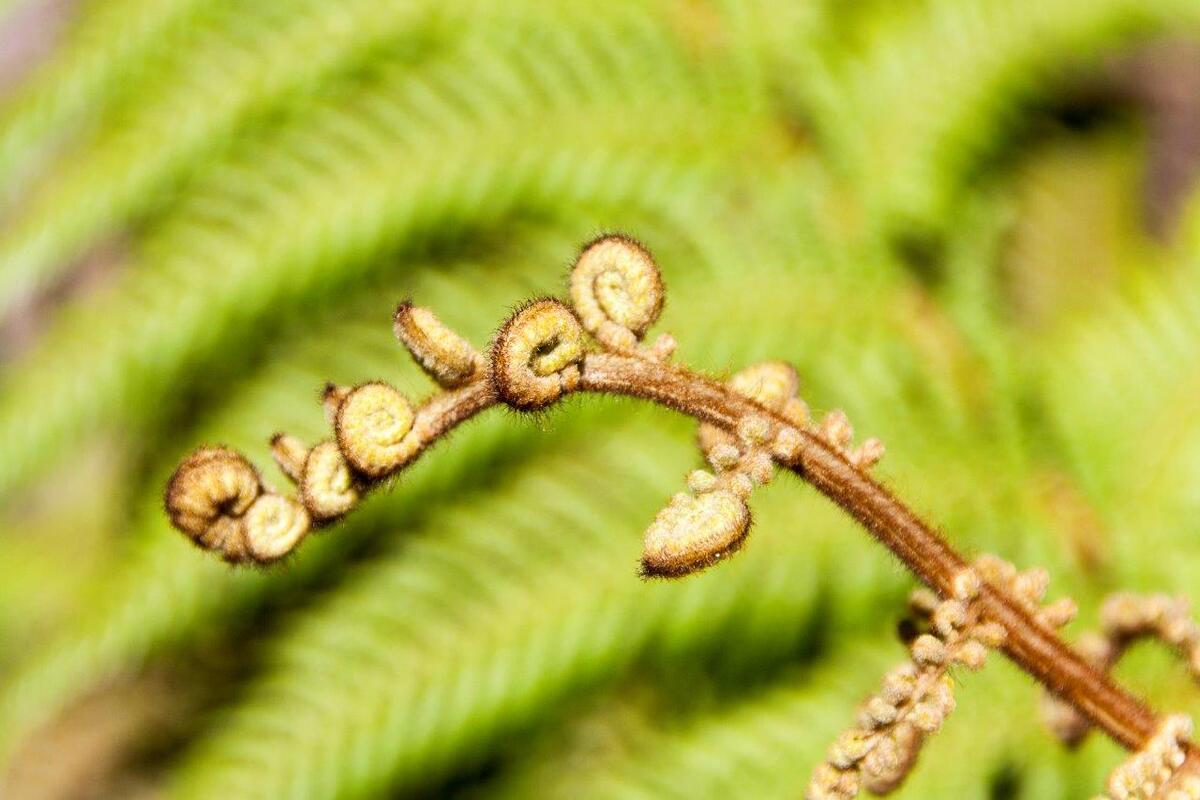Spiraalplant ''Koru''