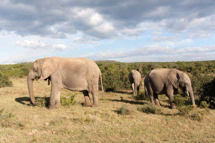 Olifanten in Addo Elephant Park