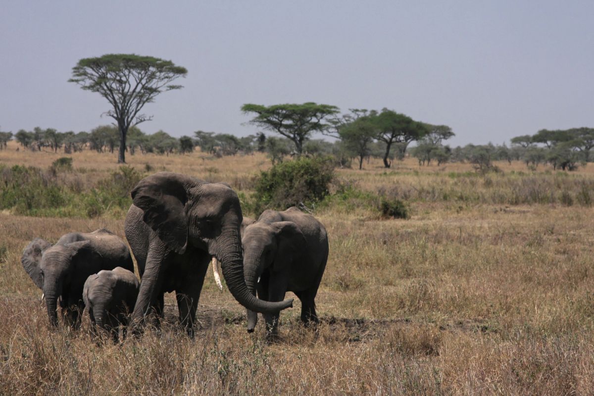Serengeti Nationaal Park