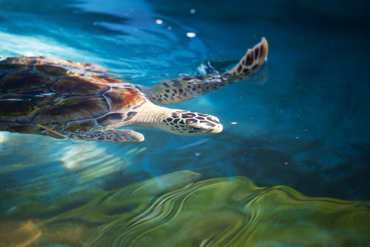 Zeeschildpad in Sri Lanka