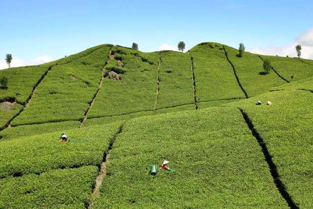 De theeplantages van Java