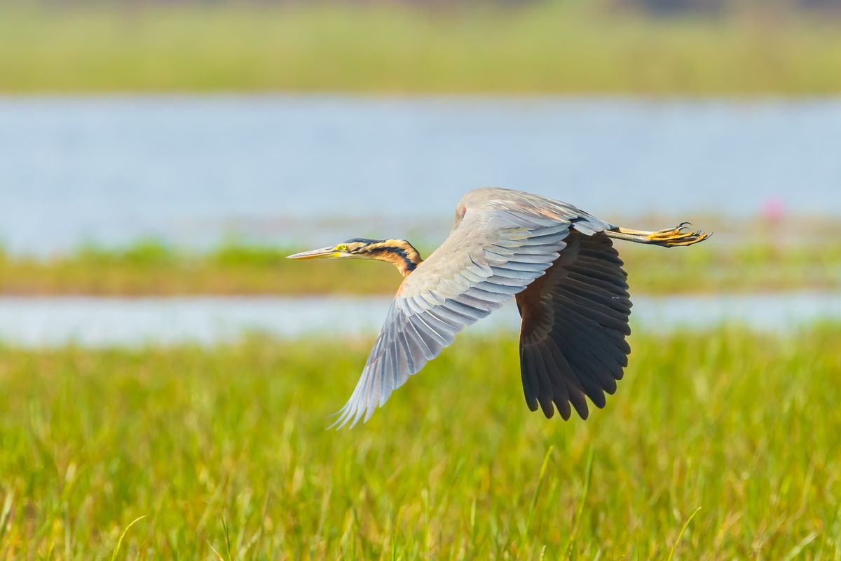 De reiger op Kaapverdi&euml;