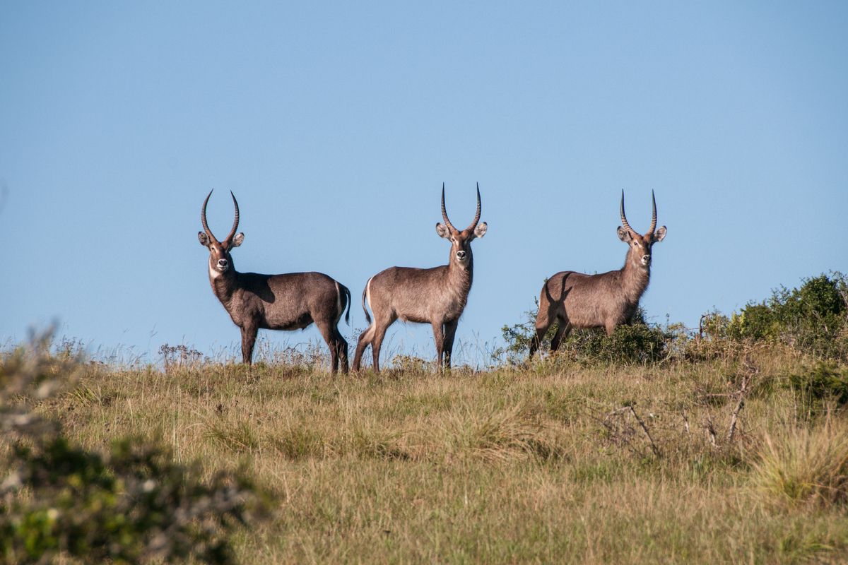 Waterbokken in Kéran National Park