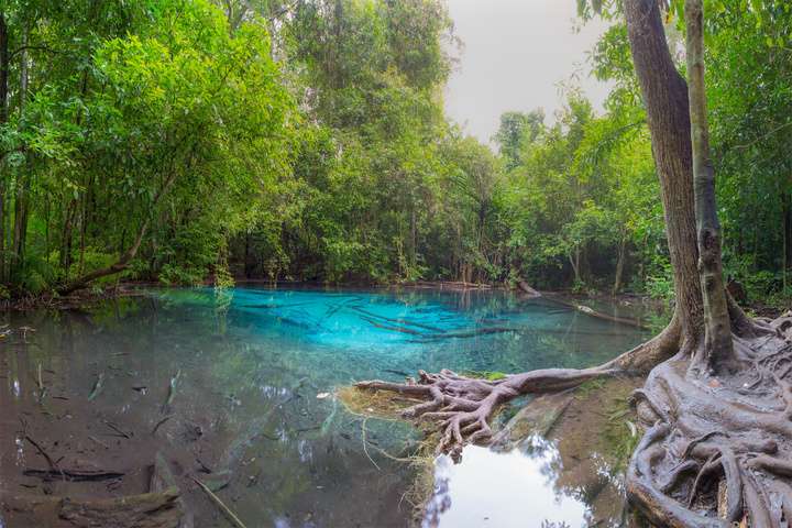 De jungle