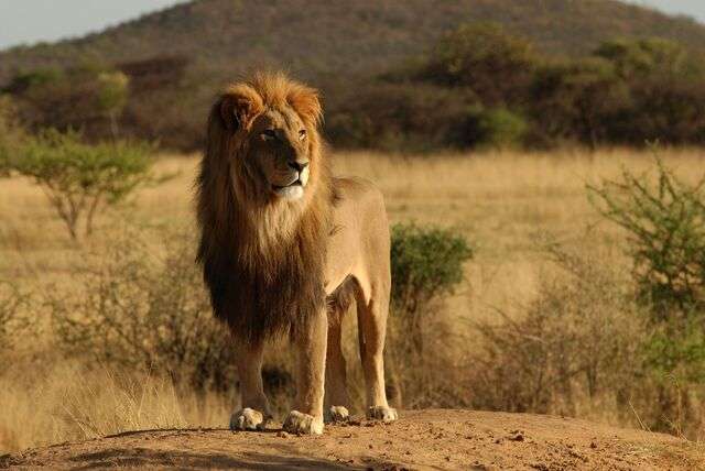 Top 10 excursies in Zuid-Afrika