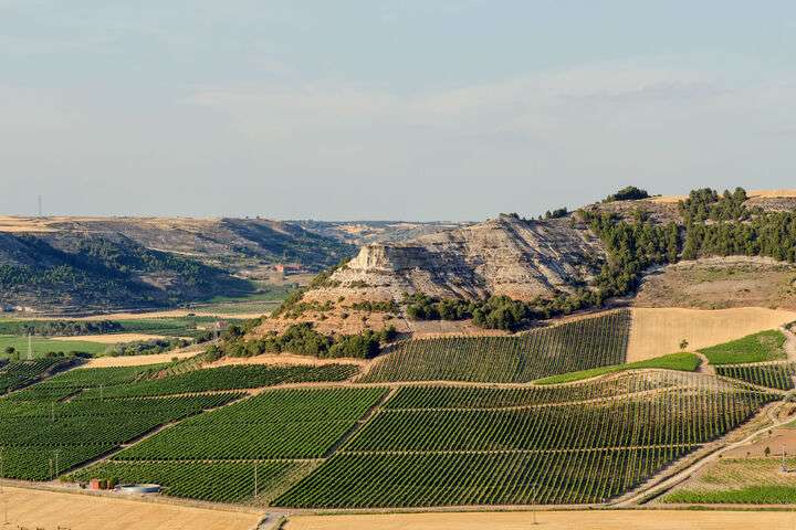 Velden van wijngaarden in Peñafiel