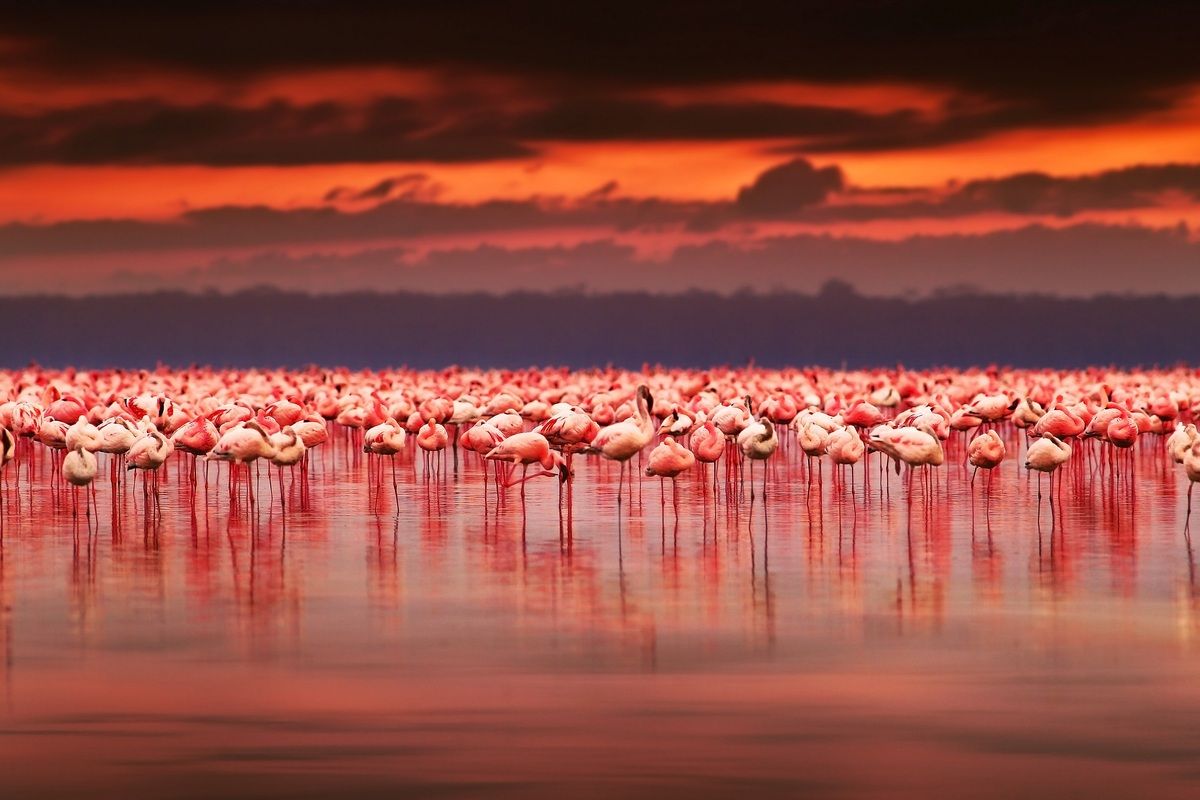 Flamingo's in Lake Manyara