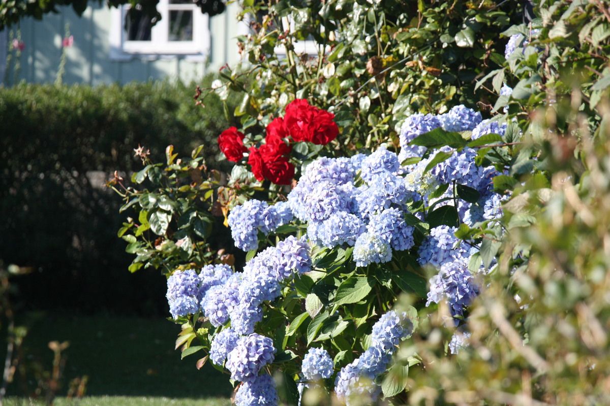 Spot vele bloemen in een van de tuinen in Sk�ne