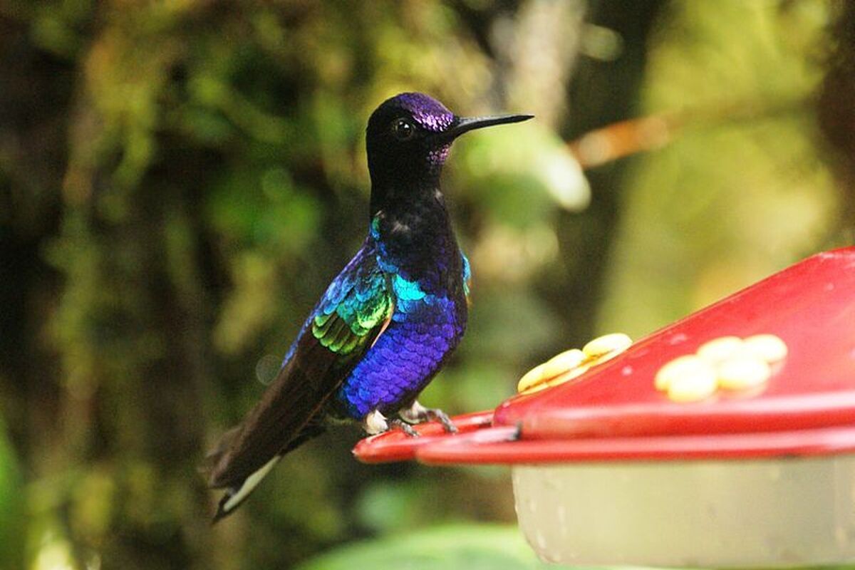Ecuador is het land om vogels te spotten