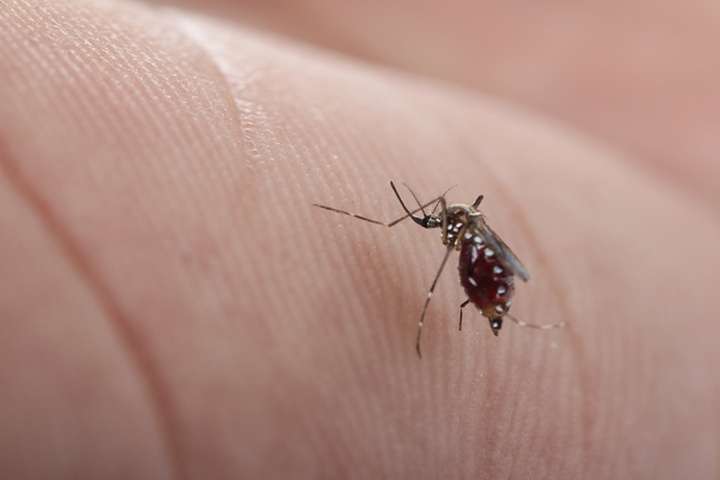 Vaak dragen muggen vreselijke ziektes met zich mee